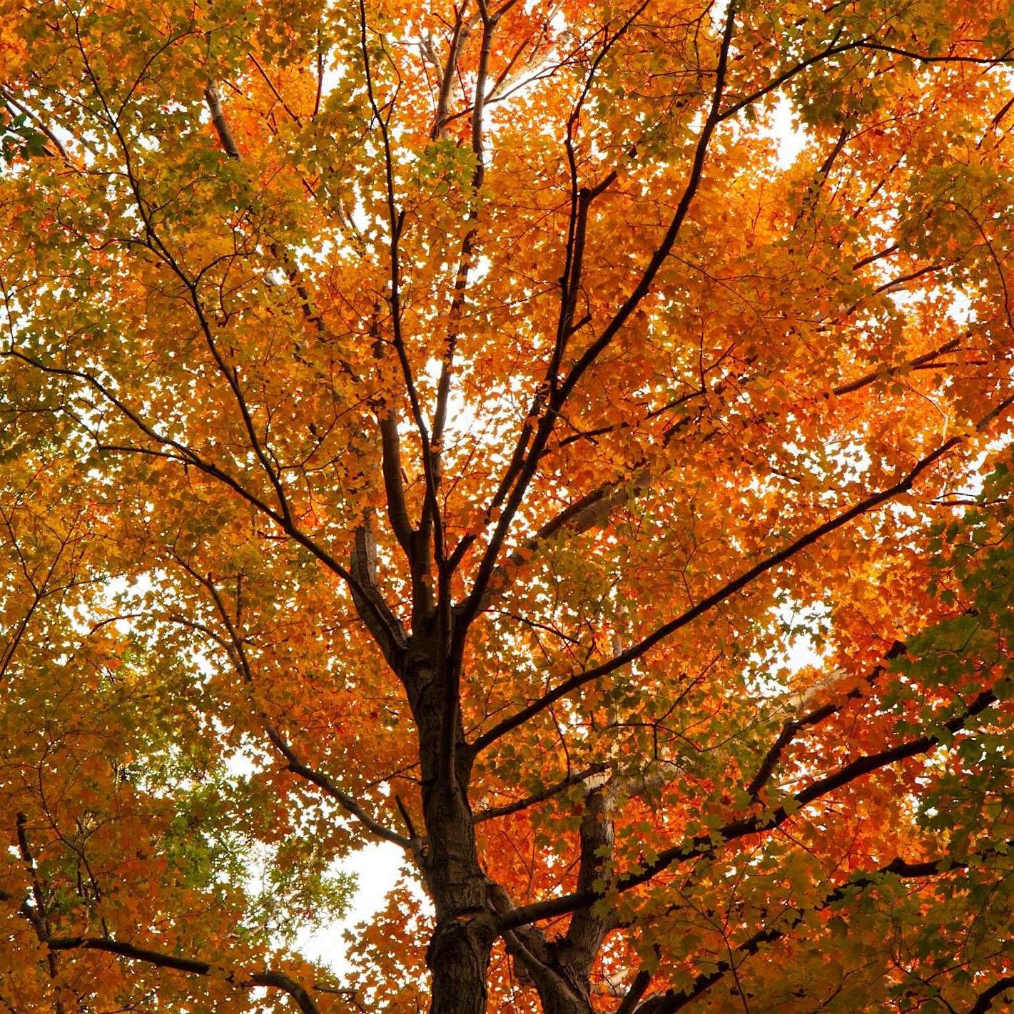 Maple Sugaring Family Workshop