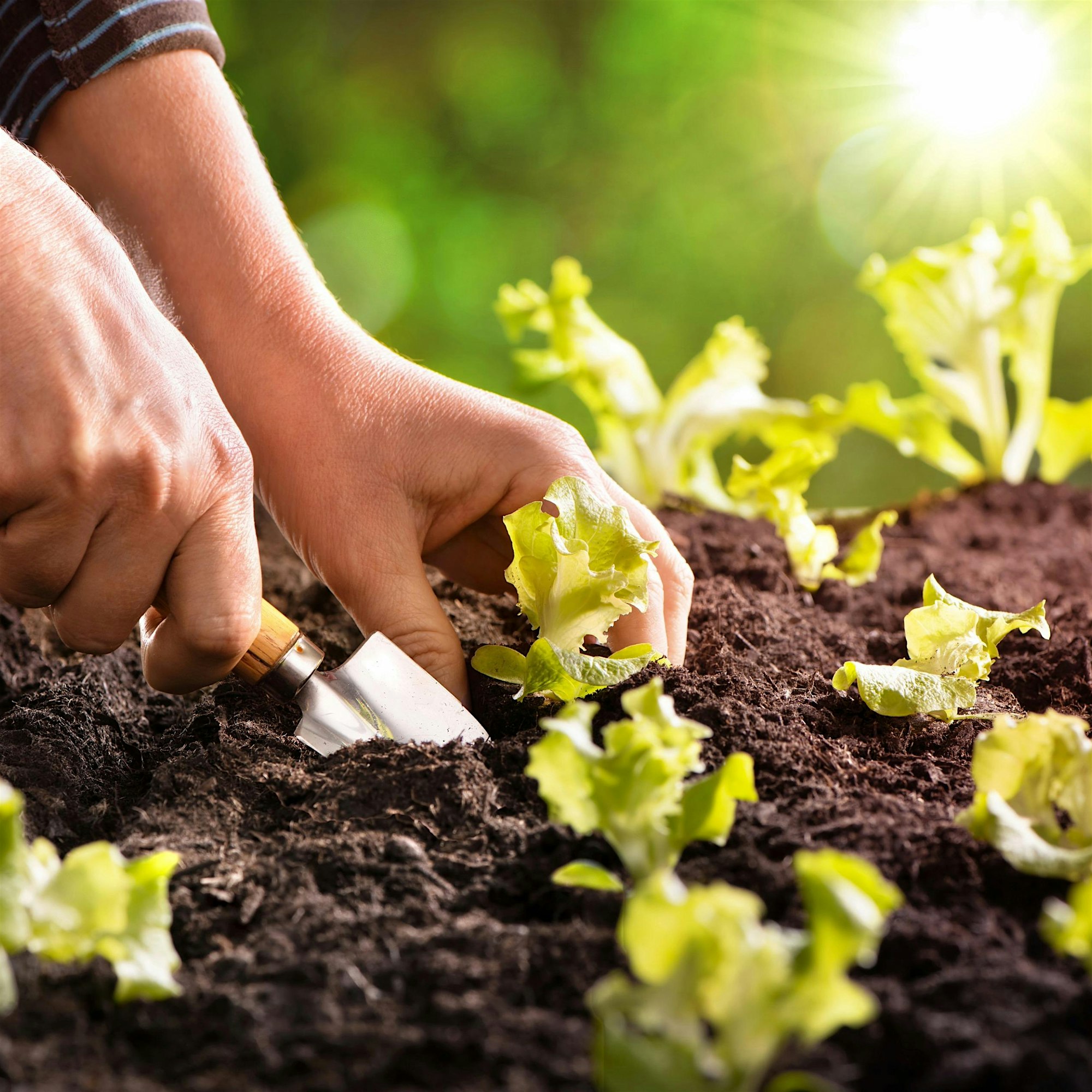 Close-up of hands transplanting young lettuce seedlings into dark soil, with bright sunlight in the background.