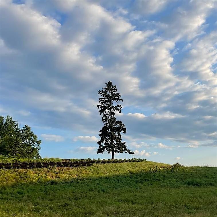 Lone evergreen tree on a grassy hill under a partly cloudy blue sky.