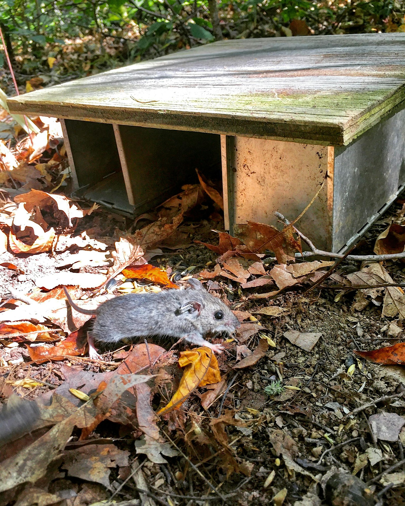 Small gray mouse on dry autumn leaves beside a weathered wooden shelter outdoors, sniffing the ground.
