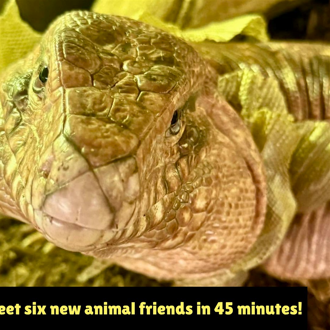 Close-up of a brown crocodile's head with textured scales; a yellow banner promotes meeting six new animal friends in 45 minutes.