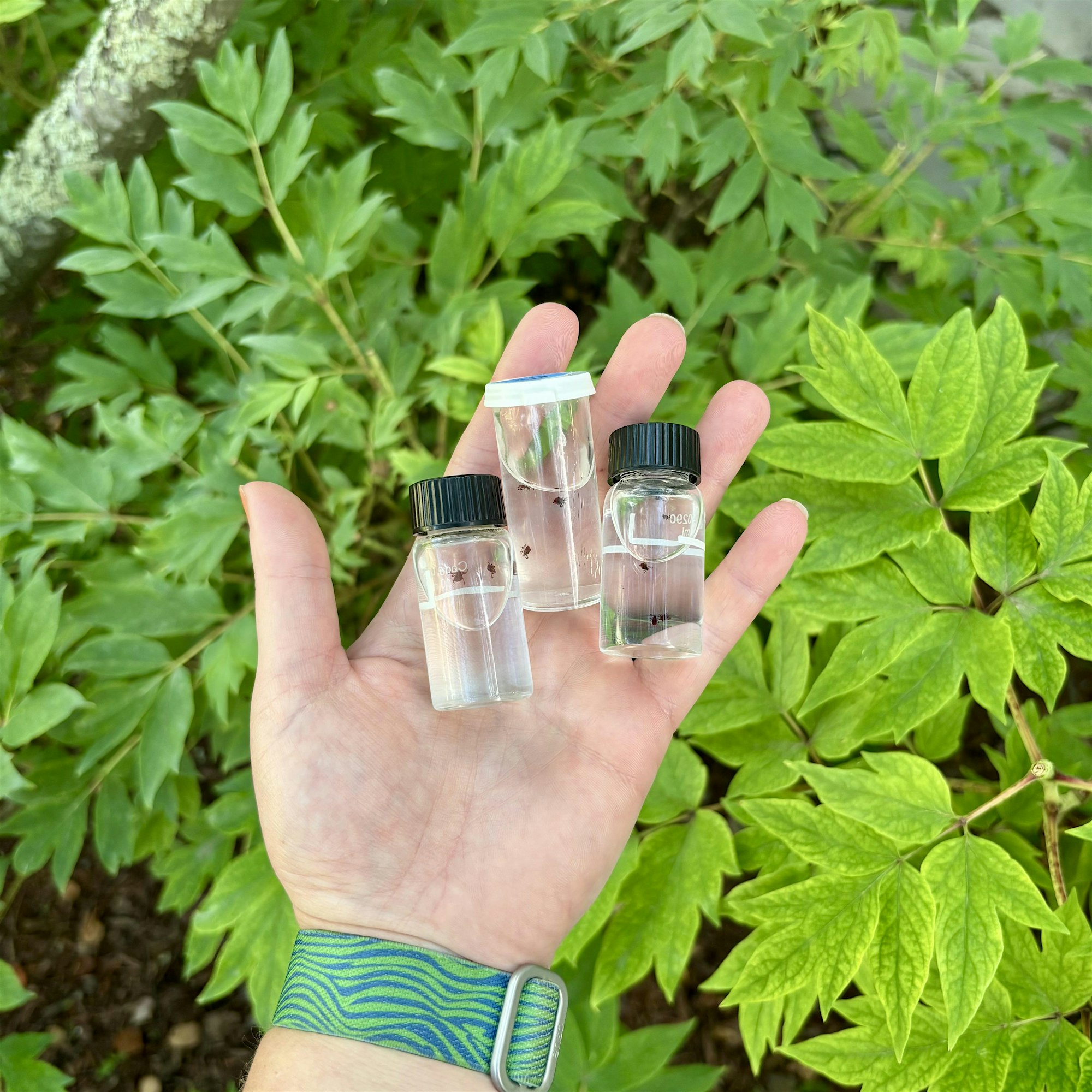 Hand holding three small glass vials with clear liquid and black caps, set against green leafy background.