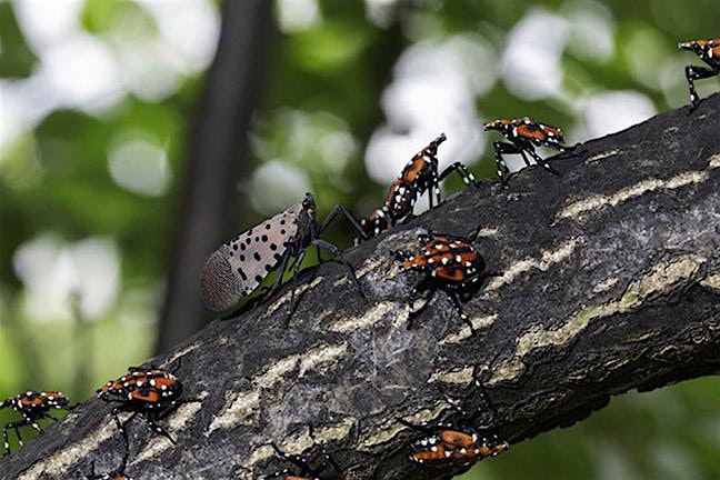 Group of orange-and-black insects clustered on a textured tree branch in a shaded outdoor setting