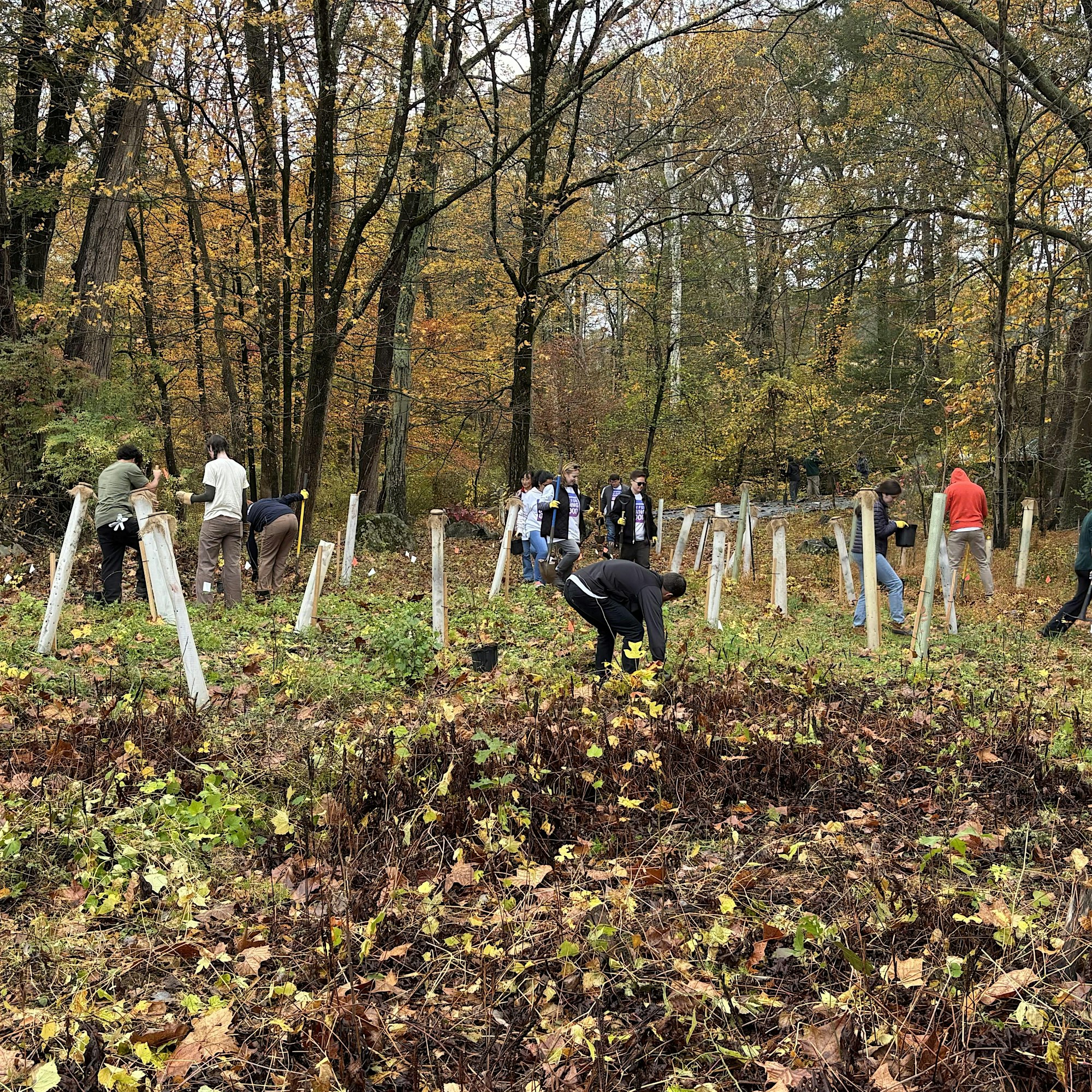 People in a wooded autumn park digging and placing stakes along a line of wooden posts near a fenced path; leaves on the ground and trees with yellow foliage.