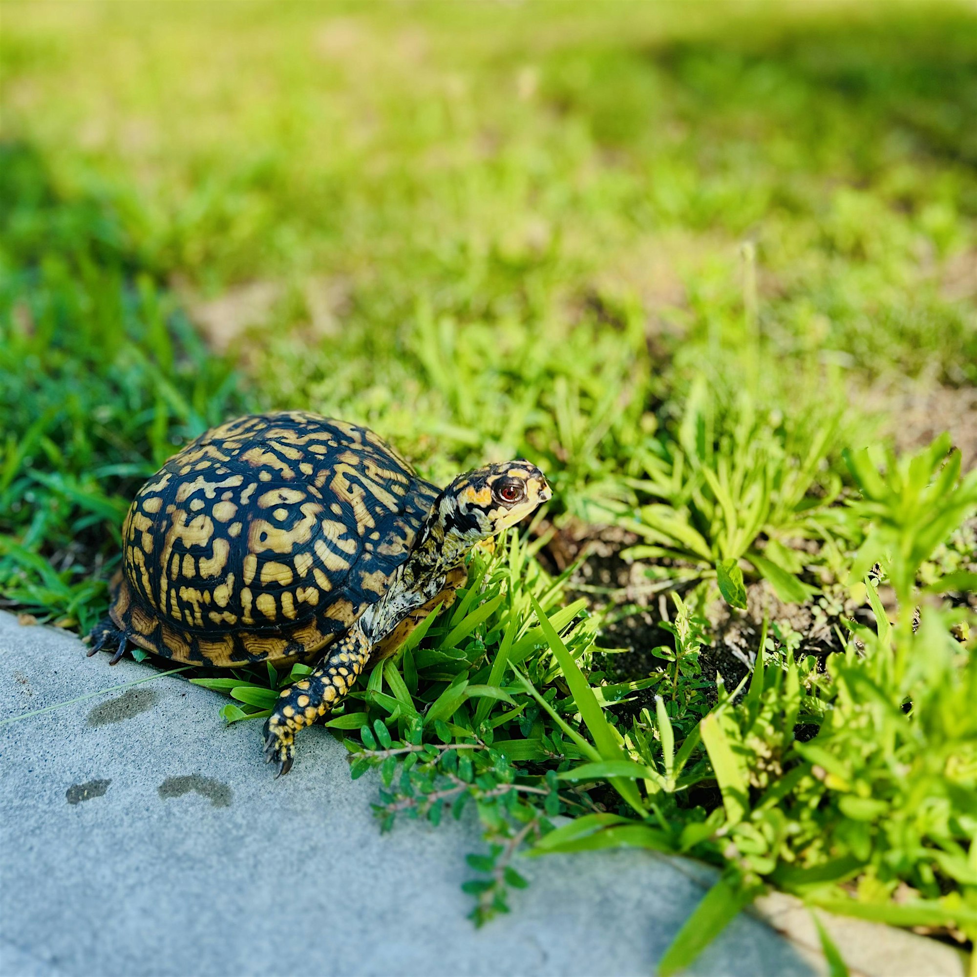 Close-up of a patterned tortoise resting on grass next to a concrete path