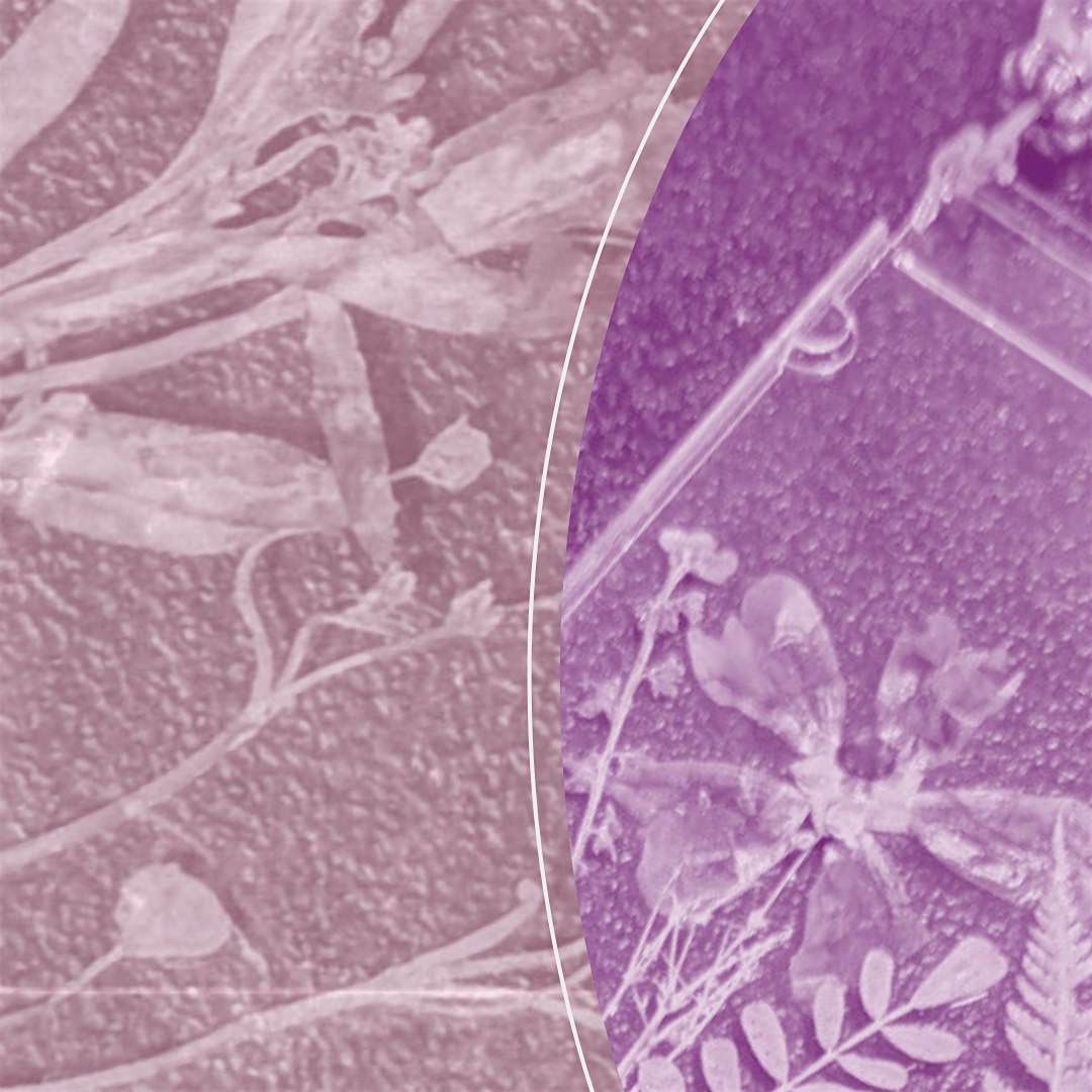 Abstract graphic with pink and purple curved panels over a leaf-filled background—botanical pattern in soft colors.