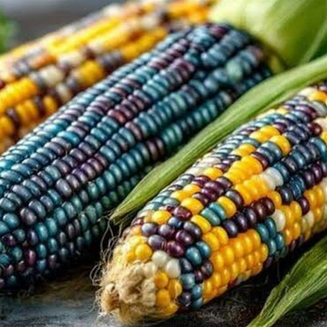 d0dbf562e3023ba8f2f47b44a3ed5588 - PARENTGUIDENEWS Close-up of multicolored corn cobs with blue, yellow, purple kernels stacked together