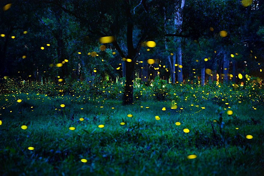 Night forest clearing illuminated by countless yellow fireflies glowing among grass and trees, creating a magical scene in blue-tinged darkness.