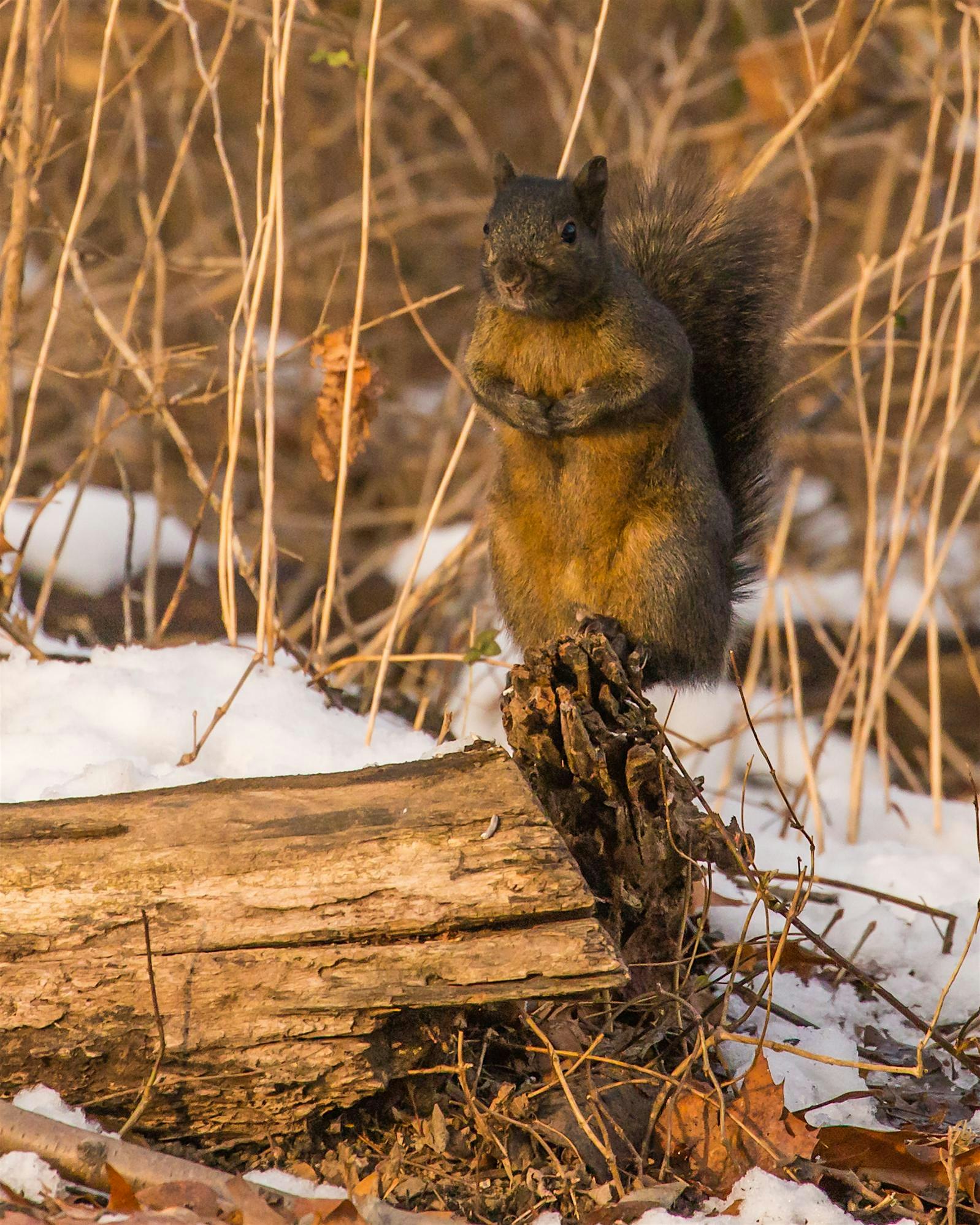 Red squirrel standing on a weathered log in a snowy forest, facing the camera with paws held together.