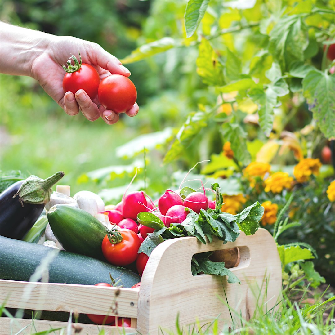 Gardening Series: Harvesting Your Garden (18 & Up), $4 per person