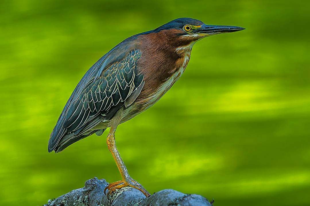 Green heron perched on a weathered log, one leg lifted, against a bright green blurred background.