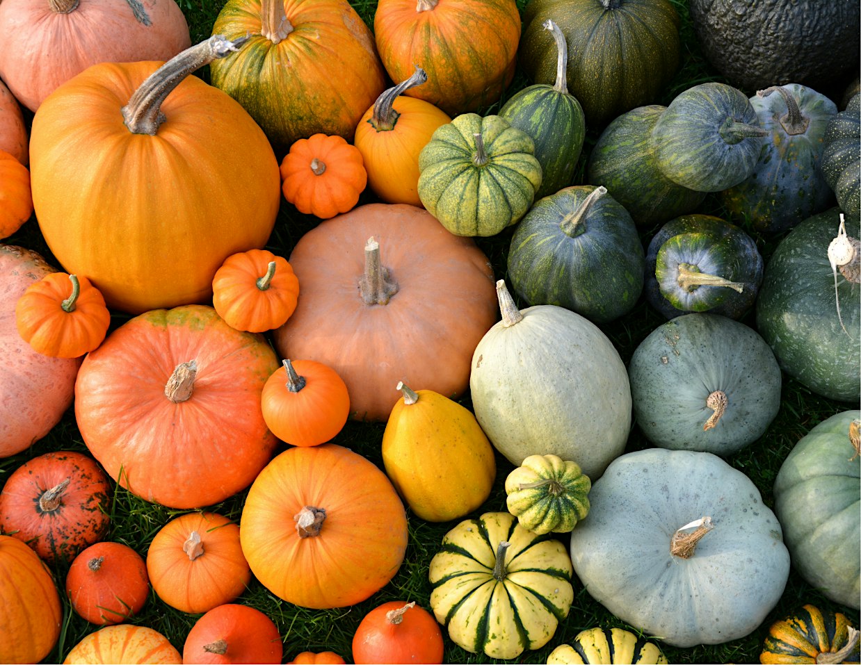 f3b06613fe1c7ba6b7c10798dff73a1f - PARENTGUIDENEWS A colorful pile of pumpkins and gourds in orange, green, yellow, and gray hues on grass-dyed ground, varying sizes and shapes.