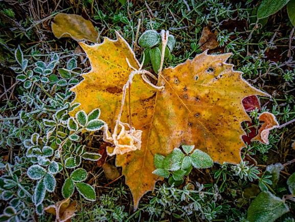 Yellow autumn leaf resting on frost-coated groundcover plants, creating a wintery, textured scene.
